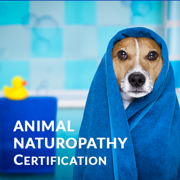 Animal Naturopathy Certification - HolistiCourses